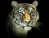 Tigre 119454